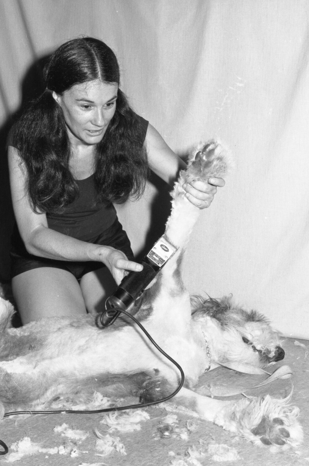 Unidentified woman clipping hair from large dog, Ipswich, November 1977