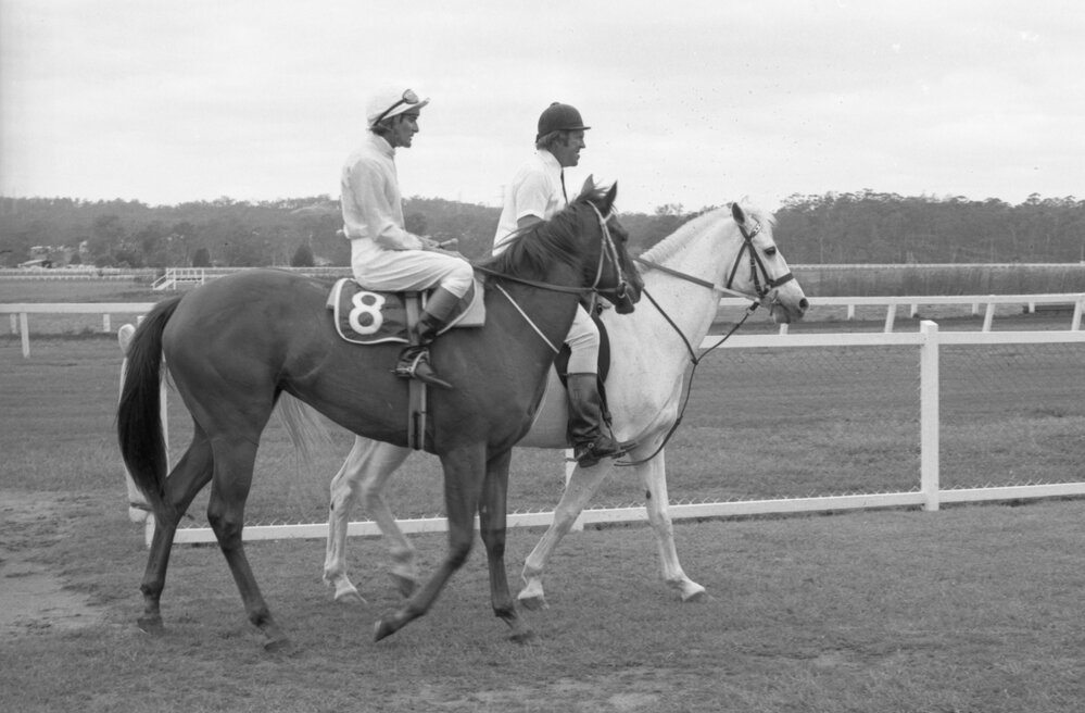 Horses at Ipswich Turf Club, Bundamba, November 1977