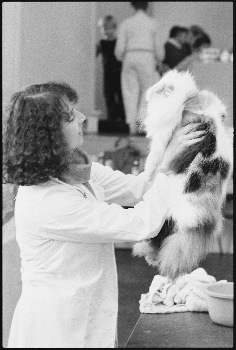 Unidentified judge interacting with cats at a cat show, Ipswich, July 1985