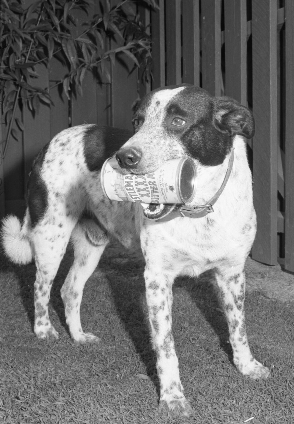 Dog holding a beer can, Ipswich, November 1977