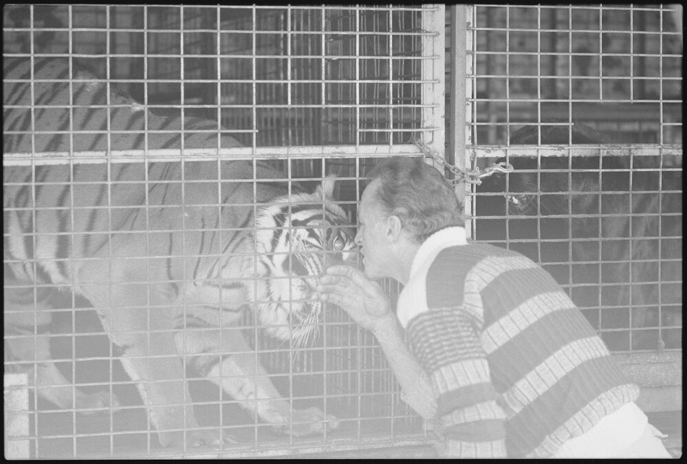 Unidentified man Interacting with a caged tiger, Ipswich, July 1985