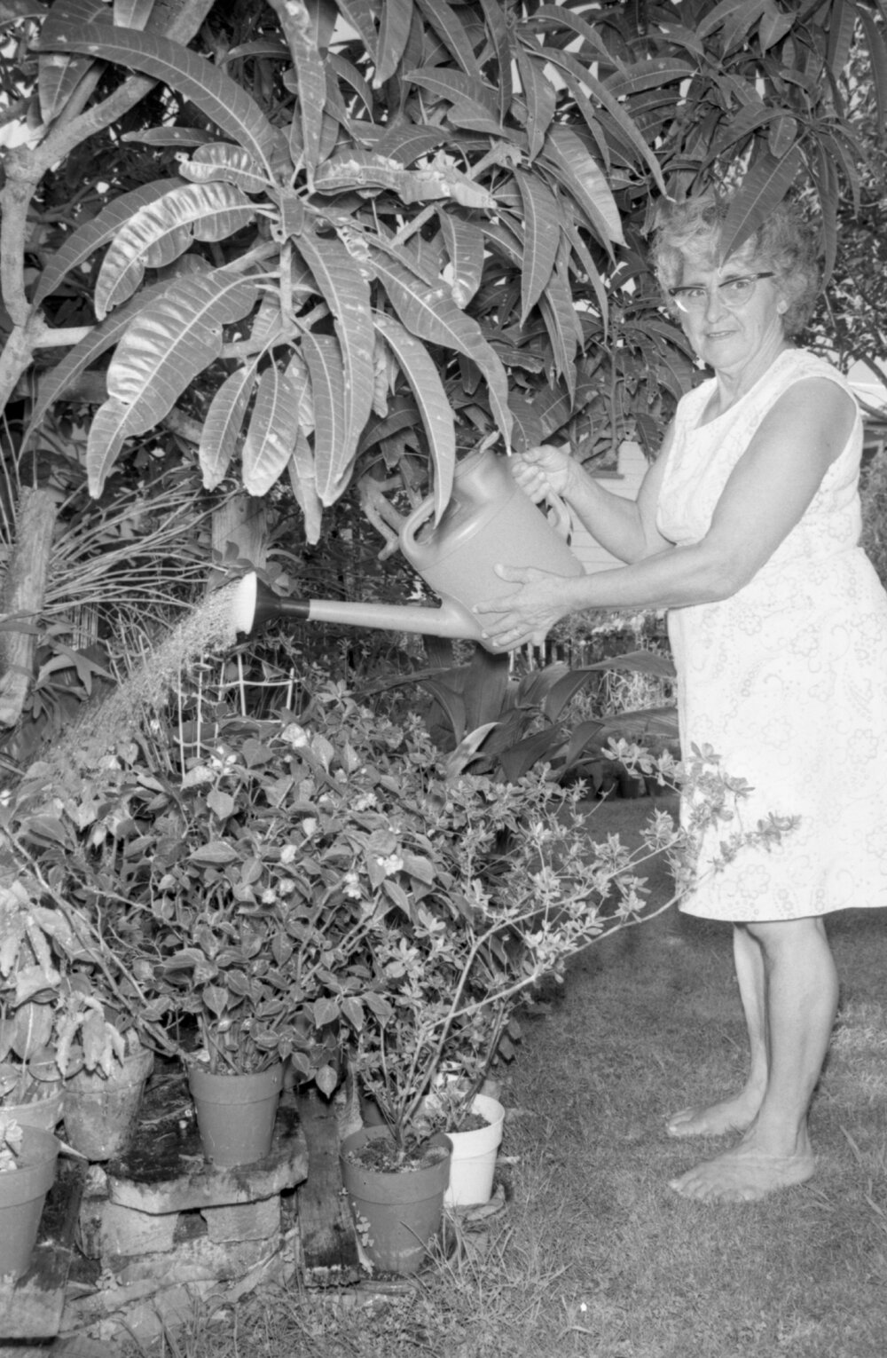 Unidentified woman, member of the Bucket Brigade, watering a garden with a watering can, Ipswich, 13th February 1978