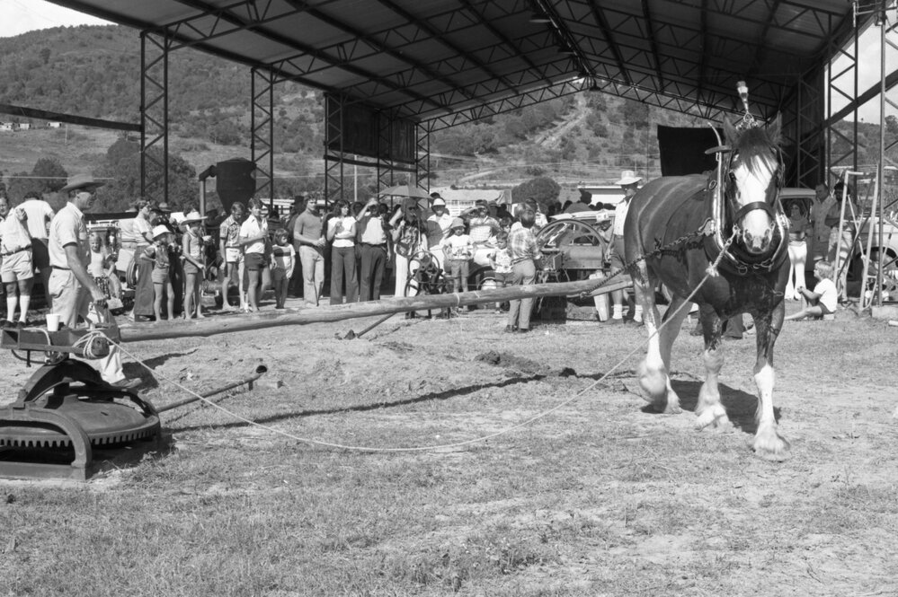 Horse powering farm machinery during an unidentified horse event, Ipswich, February 1978
