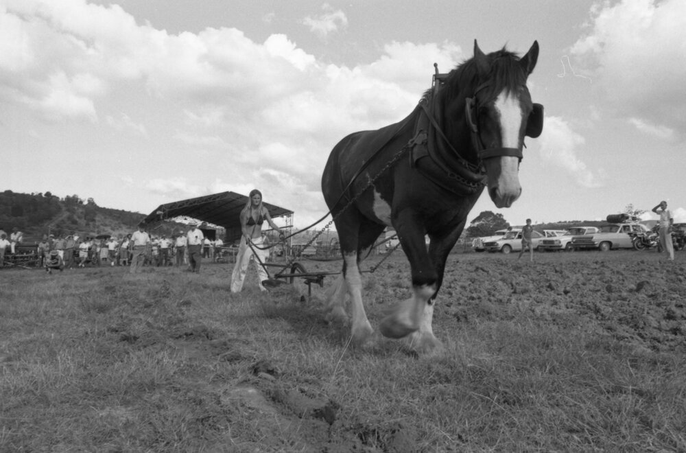 Young woman steering Horse-Drawn Single-Furrow plough during an unidentified horse event, Ipswich, February 1978