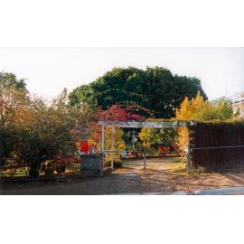 Bougainvillea in garden of home at 29 Macrea Street, Coalfalls, Ipswich, 1991
