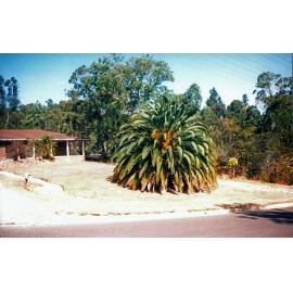 Front yard of 12 Hawthorne Street, Sadliers Crossing, Ipswich, 1991