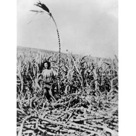 Joh Kickbusch, cutting cane, Marburg, Ipswich, n.d.