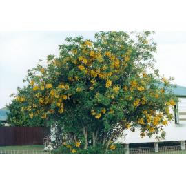 Cassia Tomentella on Makepeace Street, Rosewood, Ipswich, 1996