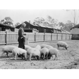 Feeding pigs in the yard of Slacks butchery at Churchill abattoir site, Berry Street, Churchill, Ipswich, 1910s