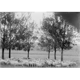 Flock of sheep belonging to Alexander Campbell Hunter, Burnside, Laidley, c1900