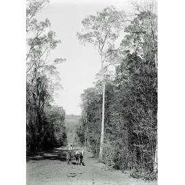 Horse and Sulky driving along dirt road, thought to be Ripley Road, Ripley, 1900s
