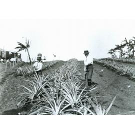 Pineapple growing, Tallegalla, Ipswich, 1920
