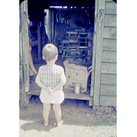 Young child looking into backyard shed at home in Alice Street, Blackstone, Ipswich, 1971