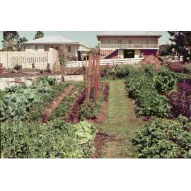 Vegetable garden in Stafford Street, Ipswich, 1970s