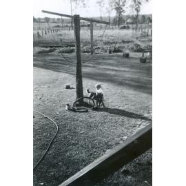 Young child playing with dog in backyard of home at 42 Sydney Street, Brassall, Ipswich, late 1940s