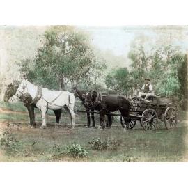 Unidentified man hauling timber in horse-drawn wagon at Redbank Plains, Ipswich, 1890-1910