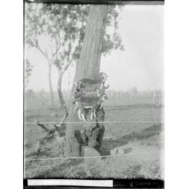 Shelven & Rudolph explore Ipswich, Christmas 2020