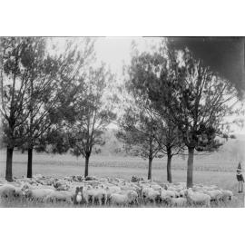 Shelven & Rudolph explore Ipswich, Christmas 2020