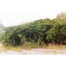 Brynhyfryd, 1991
