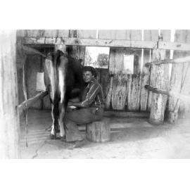 Unidentified woman milking a cow on a farm near Rosewood, Ipswich, 1946