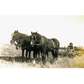 Ploughing on farm near Rosewood, Ipswich, 1947