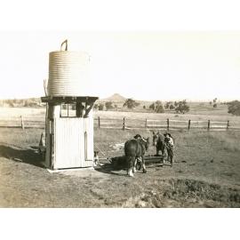 Horses at SUB-artesian bore on farm near Rosewood, Ipswich, 1947