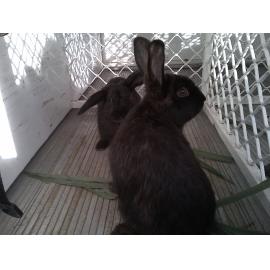 Rabbits found during floods at Goodna, Ipswich, January 2013