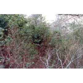 Vegetation confluence at Six Mile Creek to Bremer River, Ipswich, 1991