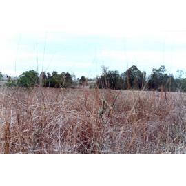 View near Hanlon Street, at the junction of Bremer River and Bundamba Creek, Bundamba, Ipswich, 1991