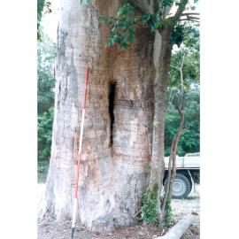 Large tree near Bundamba Creek, Bundamba, Ipswich, 1991