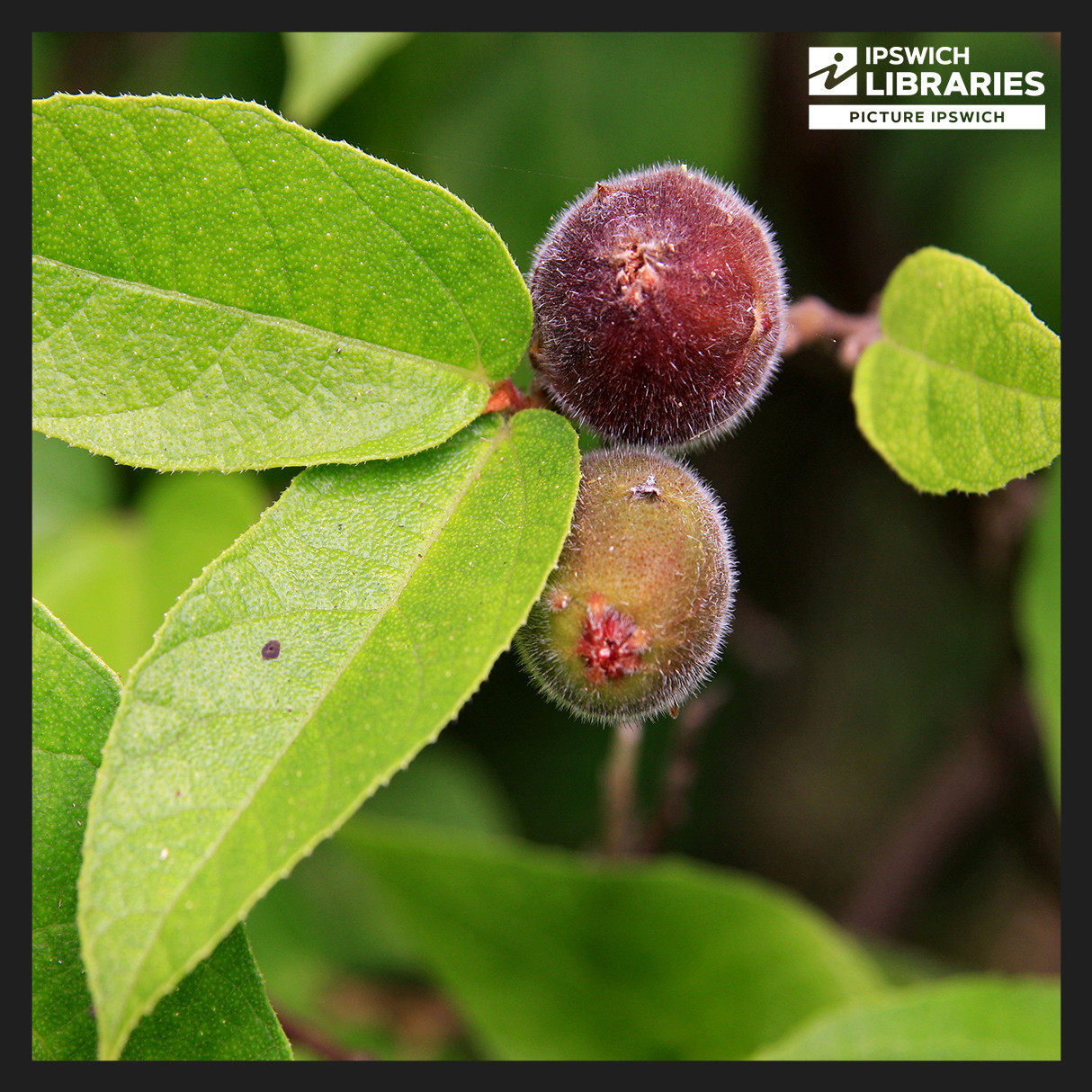 Rosewood Scrub Cultural Connections