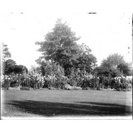 Unknown garden, thought to be Ipswich region, c.1900