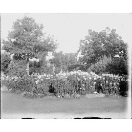 Unknown garden, thought to be Ipswich region, c.1900's 