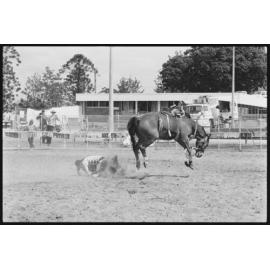 Rodeo, Ipswich Show Grounds, Ipswich, September 1987