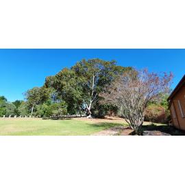 Kholo Gardens - tree near the Church, 2020