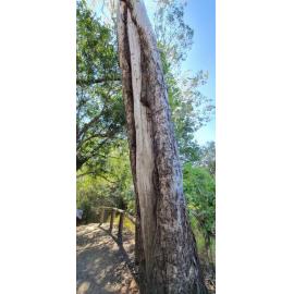 Kholo Gardens - Scar tree, 2019