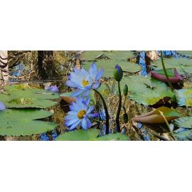 Kholo Gardens Pond, 2020