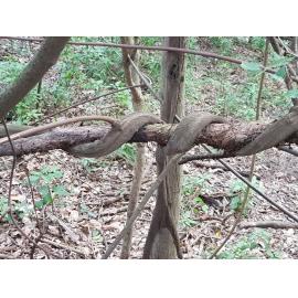 Kholo Gardens - twisted tree branch, 2019