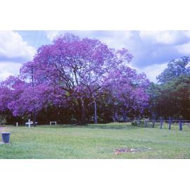 Jacaranda tree at Goodna, Ipswich, 1963