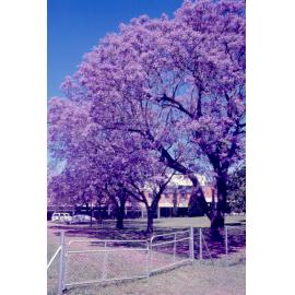 Jacaranda trees at Jacaranda Butter Milk Factory, Booval, Ipswich, 1970