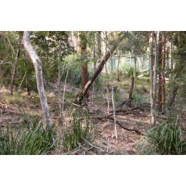 Denmark Hill Conservation Reserve, Ipswich, September 2022