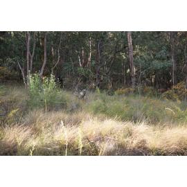 Denmark Hill Conservation Reserve, Ipswich, September 2022