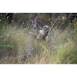 Denmark Hill Conservation Reserve, Ipswich, September 2022