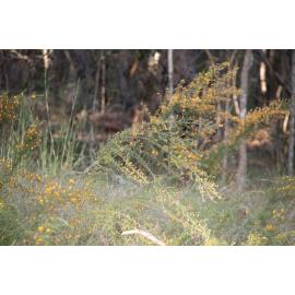 Denmark Hill Conservation Reserve, Ipswich, September 2022