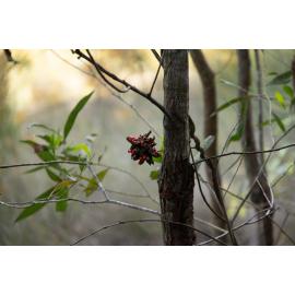 Denmark Hill Conservation Reserve, Ipswich, September 2022