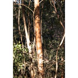 Denmark Hill Conservation Reserve, Ipswich, September 2022