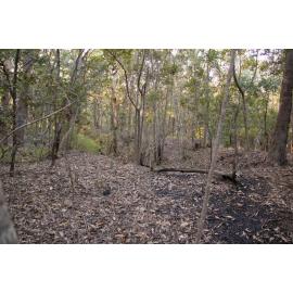 Denmark Hill Conservation Reserve, Ipswich, September 2022