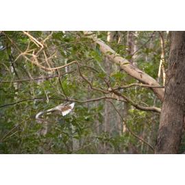 Kookaburra in flight, Denmark Hill Conservation Reserve, Ipswich, September 2022