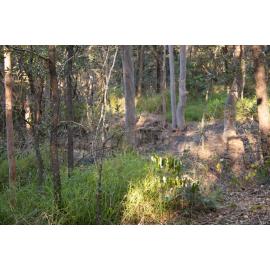 Denmark Hill Conservation Reserve, Ipswich, September 2022