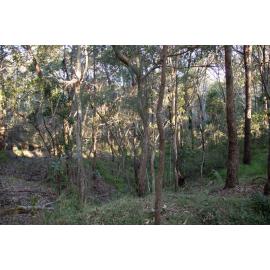Denmark Hill Conservation Reserve, Ipswich, September 2022